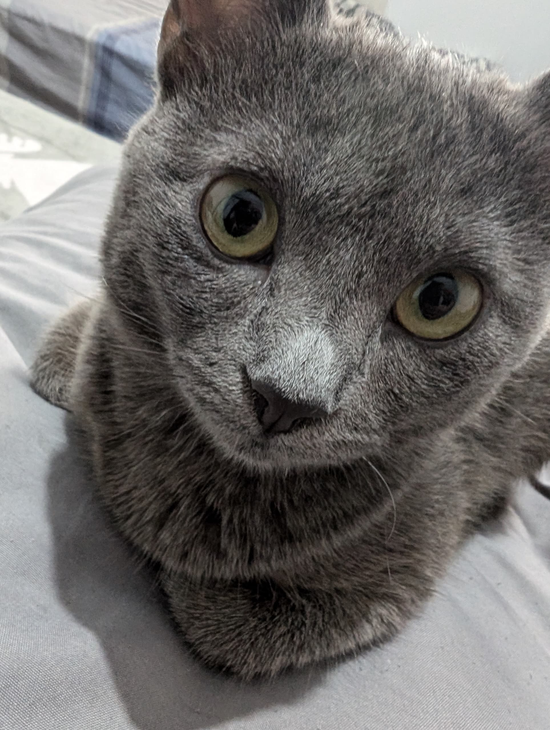 Blues the cat in all her glory